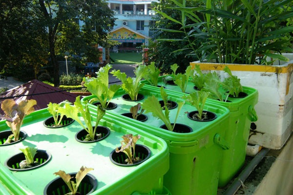 Trồng rau thuỷ canh tĩnh