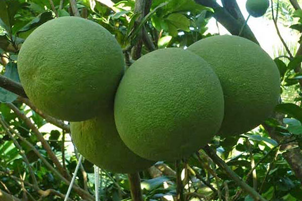 Kỹ thuật chăm sóc bưởi da xanh