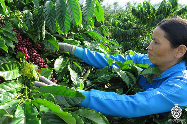 Chăm sóc cây cà phê mùa mưa