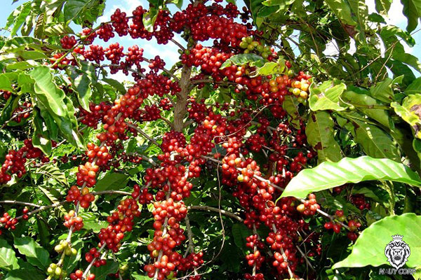 Cũng cố Cafe Arabica Đà Lạt