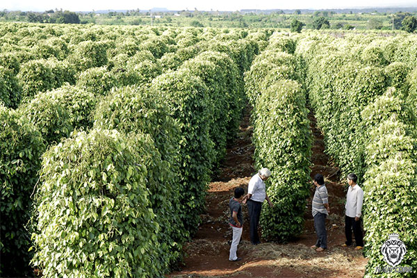 Gia Lai phát triển tiêu bền vững