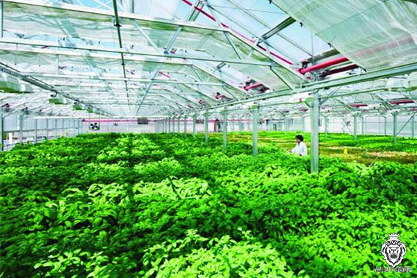 Nông nghiệp công nghệ cao