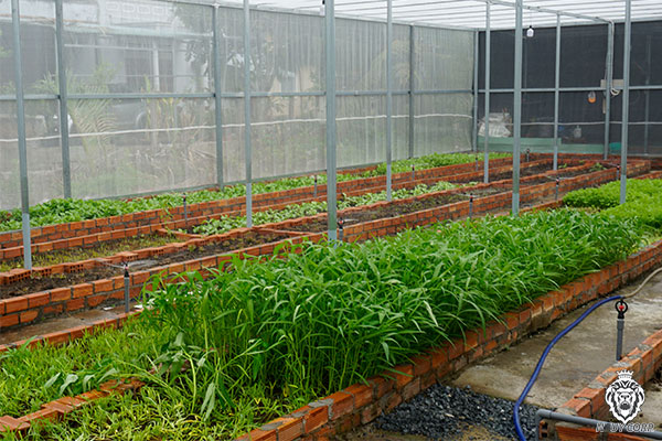 Rau sạch được bán với giá cao hơn so với thị trường, trung bình từ 30-50 ngàn đồng/kg các loại