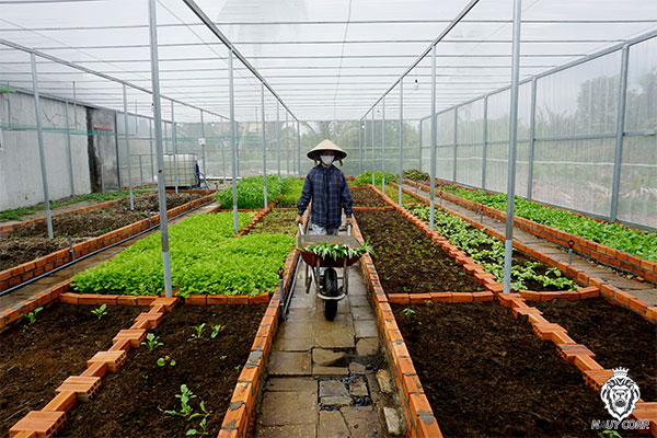 Trồng rau sạch thời Covid-19