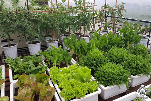 Kinh nghiệm tự trồng rau sạch và không sâu bệnh