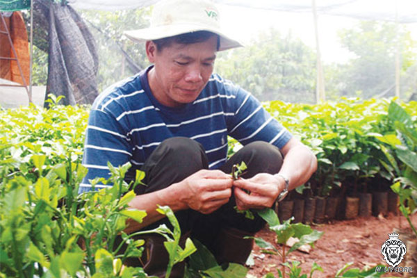 Vua ghép cây cafe Tây Nguyên