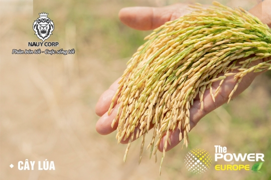 Giải pháp dinh dưỡng cho cây Lúa 