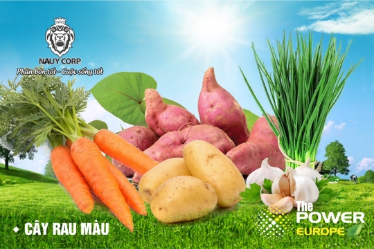 Kinh nghiệm tự trồng rau sạch và không sâu bệnh